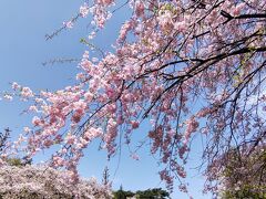 くにたち 桜満開