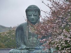 2024年桜開花状況&#9825;鎌倉＊高徳院＆鶴岡八幡宮