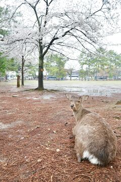 奈良公園