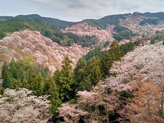 日本三大桜の名所・吉野山　柿の葉寿司　生くず餅（公共交通機関のみ）