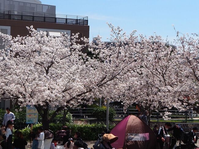 3か月ぶりのお出かけは関西「方面」へ。<br />最初の計画では2泊３日で関西私鉄のプレミアムカーやデラックスカーを乗り倒そうと。<br />計画を立てているうちに後に１泊追加。さらの前にも追加で４泊５日の旅になってしまいました　笑<br />乗り鉄だけでなく観光や満開が遅れている桜も見られちゃうかもって。<br /><br />（その１）<br />横須賀線東海道線２階建てグリーン車で小田原乗継ひかり号ＳＷｏｒｋＰシート（１．５人前席♪）で新大阪へ。<br />3月23日に延伸開業したばかりの北大阪急行に乗って箕面萱野駅。<br />ちょうど見ごろを迎えた桜を愛でる行楽客に混じってお花見。<br />暑かったこの日はさっぱりとした冷麺のランチ。<br />京阪淀屋橋駅に移動して週替わりスイーツ♪<br /><br />旅行日：2024年4月7日～11日（予定）<br />投稿日：2024年4月8日（京都のホテルにて）