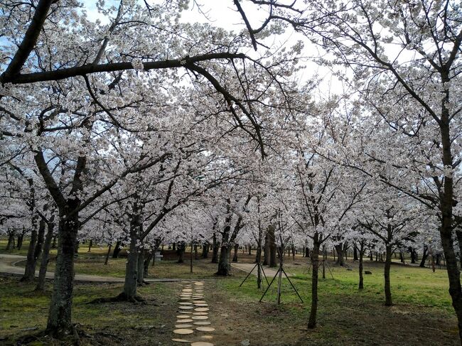 大学生時代からの旅友Mちゃんからの<br />「慶州の桜を見に行きませんか？」<br />の連絡から始まった、３泊４日釜山・慶州のおばちゃん二人の花見旅。<br /><br />初日・・・釜山・温泉川の桜並木(旅行記①)<br />二日目・・・雨天のため新世界スパランド(旅行記②)<br /><br />三日目はいよいよ今回の旅のメインイベント、慶州の桜見です。<br /><br />事前にMちゃんがたててくれた計画は釜山からktx(高速鉄道)を使って慶州に移動。<br />その後、慶州の有名な桜ポイント<br />①仏国寺　②普門湖桜並木　③大陵苑<br />をバスで移動しながら観光。<br />さらに、夕食後はタクシーで、３箇所のライトアップポイントをまわり、ktxで釜山に戻るというものでした。<br /><br />ラッキーなことに一番良い時期の慶州訪問になり、満開の桜と会うことができました。スマホで写真を撮りまくり、最後は充電切れになったほど。(笑)<br />大満足の一日だったので無駄に長い旅行記になりそうです。自己満足の記録用です。ご容赦！<br />