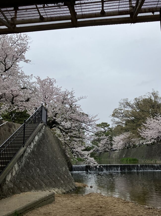 　有名な夙川の桜を眺めて<br /><br />　春を惜しみ<br /><br />　下町の十三の商店街を　ぶらぶら歩いて<br /><br />　安価な　西宮市では売ってないものを買ったり<br /><br />　名物　喜八洲のお餅などを　購入して<br /><br />　ミニ旅行をしてきました<br />