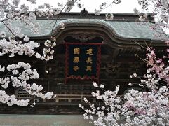 2024年桜開花状況&#9825;鎌倉＊建長寺