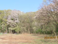 森のさんぽ道で見られた山桜と山野草