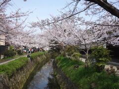 満開の桜の下，銀閣寺から哲学の道をあるく。