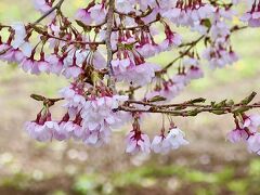 雨の合間に花を愛でる③  樹齢2,000年の桜だけじゃない、宇宙桜ほか沢山の桜とワインと温泉