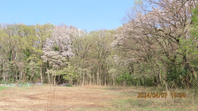 4月7日、午後2時過ぎに川越市の森のさんぽ道へ行きました。　目的は蝶や野鳥の観察ですが、丁度山桜が見ごろを迎えていました。　新緑と相まって美しかったです。<br /><br /><br /><br />*写真は山桜