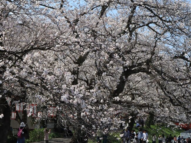 私にとって初の福井、3泊4日(4/7～10)の旅程で北陸新幹線「かがやき507号(東京9:20 → 福井12:26)」で訪れます。<br />旅の計画段階では桜の見頃は過ぎ「今年は葉桜かな」と考えていましたが、寒暖差の影響なのか桜の開花日が遅くなり、幸運にも満開のタイミングに合うことができました。<br />福井の旅の初日は、足羽川の河川敷、福井城址の桜を楽しみます。<br /><br />2024年4月9日 Ver.00<br />表紙写真：第39回ふくい桜まつり 3月23日(土)～4月7日(日)<br />　　　　　足羽川河川敷