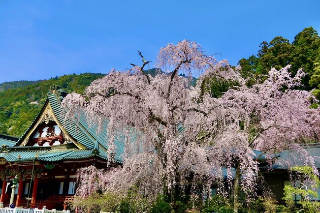 東京の雨の多さにうんざりしていたら、身延の枝垂れが満開と聞き、旅立った。雨の合間、桜と寺院建築の素晴らしい景観を楽しみ、途中甲府にも立ち寄ってみた。