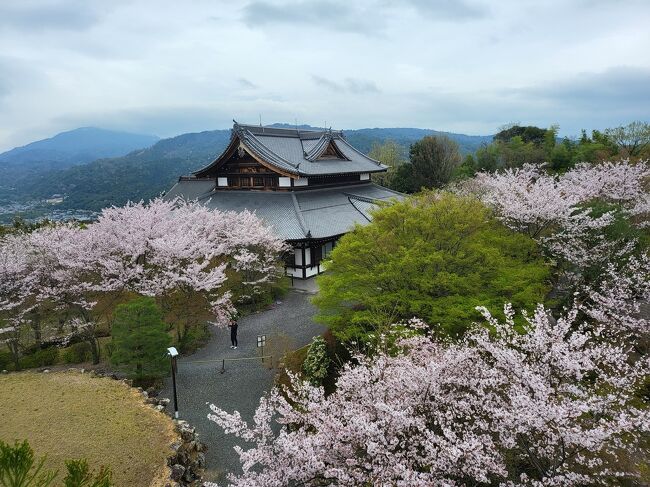 京都からの帰り、久し振りに将軍塚に行ってみることにしました。桜が満開の京都を一望出来るかと思ったのですが、広すぎて桜も豆粒位でしたが庭の桜が満開で人もあまりいなくてゆっくりと桜を楽しむことが出来ました。