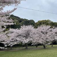 桜が満開。津和野から萩そして秋芳洞へドライブ旅行