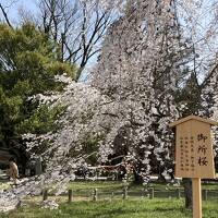 今年の京都の桜は遅い　⑦