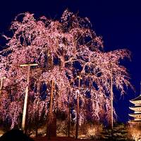 ライトアップされた東寺などの枝垂れ桜、そして平等院と吉野の文化遺産: 桜シーズンの一泊旅