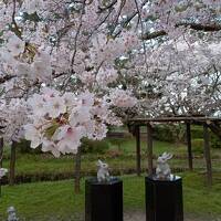 出雲・足立美術館・松江城へ春の桜旅♪ ①出雲大社編