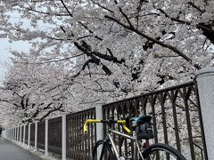 2024年4月6日　朝サイクリング　新宿、内濠外濠の桜