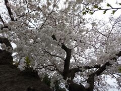 春の境内巡り　桜、満開っ　阿佐ヶ谷～中野～新井薬師