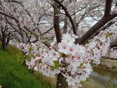 【ここにだけお出掛け】見納めの花見になるかな? <梅田川河畔>