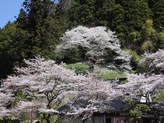 樹齢300年桜本寺の大桜、真庭市立富原小学校の桜と深山桜と初逢瀬