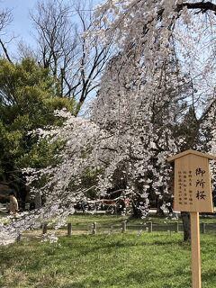 今年の京都の桜は遅い　⑦