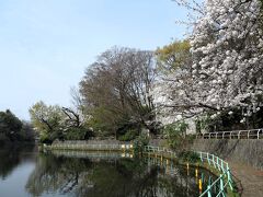 東京・桜咲いた武蔵関公園（2024年4月8日）