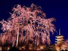 ライトアップされた東寺などの枝垂れ桜、そして平等院と吉野の文化遺産: 桜シーズンの一泊旅