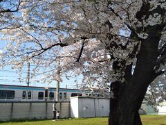 閑話休題 ２ 桜と電車と遊ぶ親子