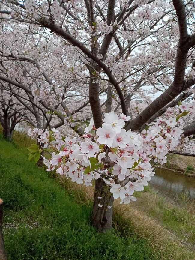 春になりました。桜が満開のはず、ちょっと見てきましょう。曇っているけど、明日から雨なので散る前に…。<br />もしかしたら、見納め…かな。