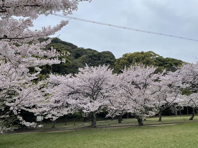 40年ぶりに萩と津和野へ行ってきました。<br />岩国空港で娘家族と待ち合わせてドライブ旅行です。岩国までは飛行機で。<br />今年は桜の開花が遅れたため思わぬ満開の桜に歓迎されました。<br />雨には降られましたが。