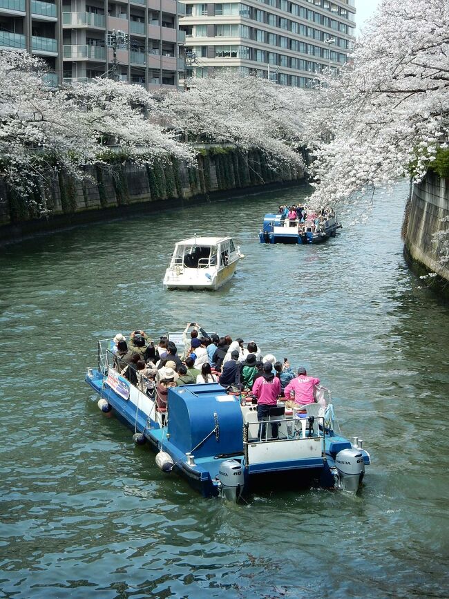 　　例年ですと東京の桜の開花は3月21日頃。今年は遅れていて3月21日の<br />　靖国神社の標本木は未だ固い蕾の状態でした。　結局今年の開花は3月<br />　29日。晴れ間のみえた4月の7日（日曜日）、目黒川のさくらを巡って<br />　きました。<br />　
