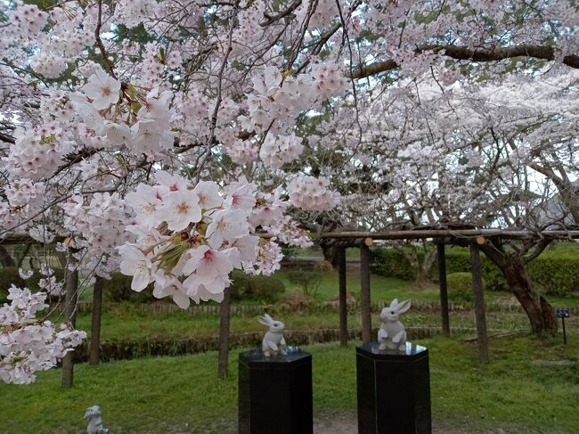 95歳になった祖母と、70代の母を連れて春の桜旅•*¨*•.¸¸♬︎<br /><br />祖母が行きたがっていた出雲大社と八重垣神社を含めた2泊3日の旅を計画。桜を見るには少し遅いかなと思っていましたが、今年は開花が遅く、満開の桜を巡る桜旅になりました(*^^*)  <br /><br />お天気にも恵まれ、思い出深い旅になりました(^^)<br /><br />何かのご参考になれば幸いです。<br /><br />この旅行記でいったところ<br />・稲佐の浜<br />・そば荒木屋<br />・出雲大社<br />・スターバックス出雲大社店<br />・島根県立古代出雲歴史博物館<br />・お宿 月夜のうさぎ<br />