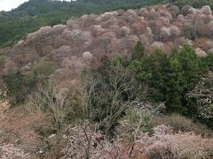吉野の桜と花の大和路　前編