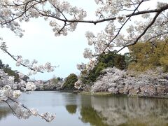 大宮の桜、満開でした　2024