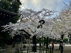2024年春、ニュースでよく取り上げられていた "靖国神社の桜の標本木" を見に行ってみたら、ご近所の方々が朝のラジオ体操に集っていた！