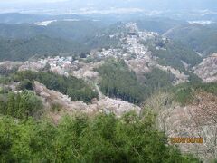2024.4：関西：ASANAのライブ参戦（３）：吉野山の桜（２）、京都ARCDEUX