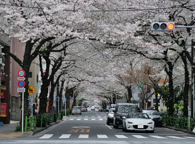 土曜日は新川エリアから日本橋方面へ散歩がてら桜を見に行ってきました。<br />彼曰はく、新川の桜は今年はボリュームがあまりないなぁ...とのこと<br />実際、蕾が多い木もあれば散り始めている木もあって今年の天候の影響か一気に咲く！という感じではなかったのかも。<br />自然の営みなので仕方がないけれど、来年はいつもの華やかさが戻ってくるといいな<br /><br />桜鑑賞を計画している方のお役に立てれば幸いです♪<br />コメント少なめで写真だけUPしてますので、よろしければどうぞ (*&gt;ωﾉ[◎]ゝﾊﾟﾁﾘ<br /><br />-memo-<br />＊新川周辺時間：14:20-14:45<br />＊茅場町周辺撮影時間：15:35-15:45<br />＊土曜日の午後、新川～茅場町周辺は人少なめ！<br />＊観光客はほとんどいないので穴場かも。