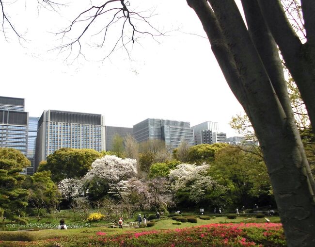 今年の東京の桜は開花予報が何度もずれて。例年ならもう3月も20日過ぎには<br />しっかり咲いていた。2024年の春は4月になっても咲かず。<br />ここへ来て雨が続く。<br />結局4月7日何とか薄日を見て都心に向う。皇居東御苑へ。