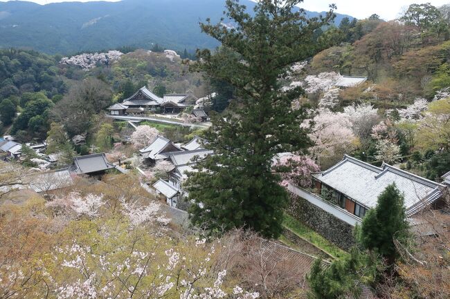 吉野山で桜を堪能した翌日、近鉄大阪線で長谷寺に向かいます。<br />長谷寺は「花の御寺」（はなのみてら）と呼ばれる名所です。　<br />その後は伊勢で一泊。　神宮参拝後東京へ戻る予定です。<br />