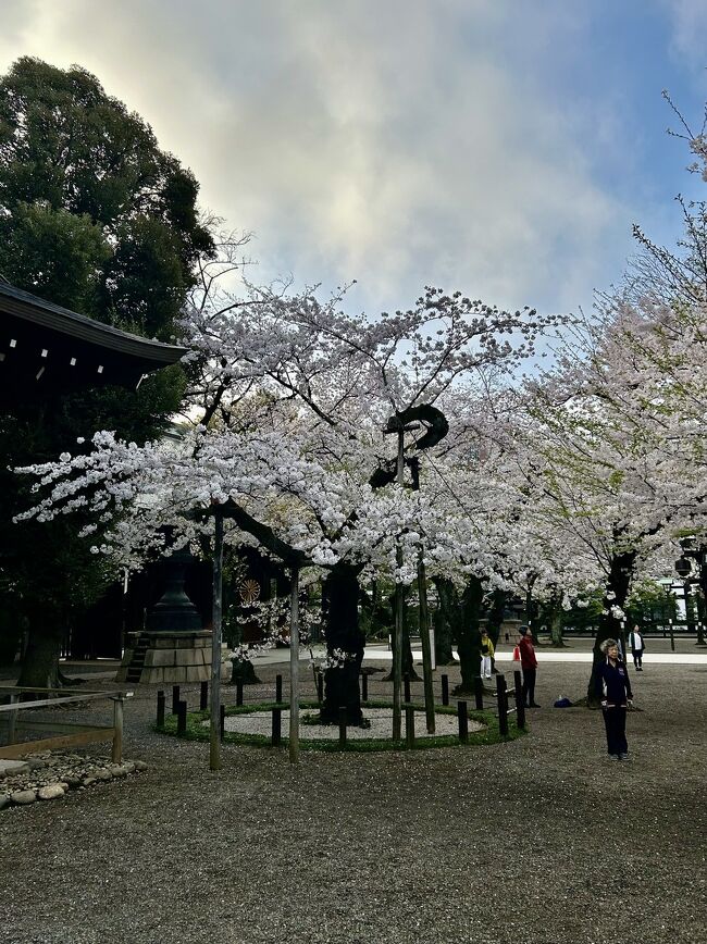 ニュースでよく見かけた &quot;靖国神社の桜の標本木&quot; を見に行ってみたら、その周りではご近所の方々がラジオ体操の最中でした
