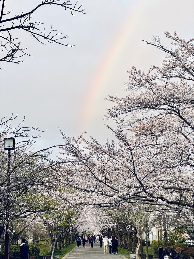 私の住んでいる場所から車で10分程のところにある『四季の道』という約7kmの遊歩道のうち『春の道』約2.6kmの桜の名所が有名ですが、家の近くからちはら台駅まで約4kmの遊歩道は両脇に桜がずーっと植っていて春は桜のトンネルが出来て、人も少ないので隠れた桜の名所です。