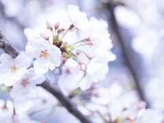 込高新田堤防跡の桜