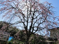 小田急団地内の枝垂れ桜（横浜市戸塚区舞岡町）ー2024年春（その2）