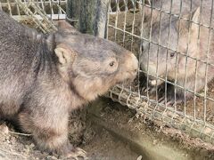 GW前から初日の茶臼山動物園2023（４）ライオンの丘で絶景背景のカップルに夢中～シャッターを自分で開閉する絶叫ウォンバットのモモコちゃん他