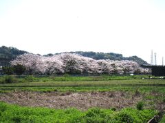 ぶらり～国府津車両センター沿いの桜～