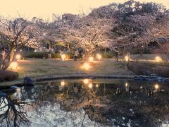 神戸しあわせの村日本庭園の桜のライトアップ