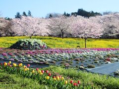 みやぎ千本桜の森