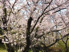 今満開の奥須磨公園の桜