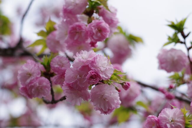 姉が造幣局の桜の通り抜けへ誘ってくるので行ってきました。<br /><br />以前母と行った際は、誰でもウェルカム時代ですから造幣局の桜の通り抜け＝人込みでしたが、事前予約制になっています。そうなると天気と桜の咲き具合は賭けで、天気のいい満開の時に選んで行くということができないがデメリット。<br />今年は令和6年4月5日から4月11日までの7日間。6,7日なんてどのみち咲いてないだろうなと思うが、普通の会社員は土日しか行けないため6日に行くことにしました。<br /><br />旅の予約、旅の最中は全部私にまかせっきりで何もしないヤツが、相当行きたいようで珍しくちゃっちゃと事前予約作業をしている。<br /><br />桜の通り抜けの2日目に当たる日なので、どのくらいの桜が咲いているかわかりませんが、つい先日まで寒い日が続いていましたから桜が開花する雰囲気もなく４月を迎え、「きっと咲いてないだろーねぇ」。。。<br />前日の夕方のニュースでは「三分咲きです」とのこと。実際行ってみると、満開の樹とぽつぽつ開花し始めている樹と蕾の樹と、桜の樹の種類で開花の具合が違うということでした。ただ、４月８日の晩から結構な雨でしたので、満開の桜は花びらがかなり散ってしまったかもしれませんね。
