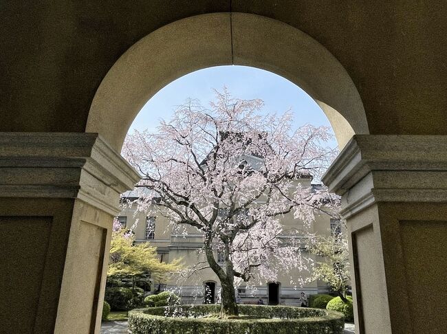 京のお散歩　　27　　京都府庁 旧本館の桜