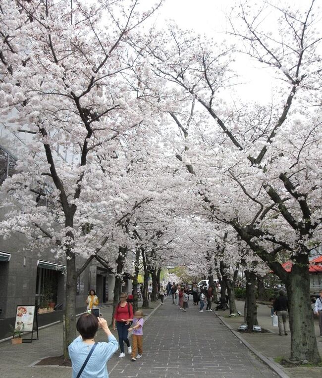 ４月９日(火) 全国に吹き荒れた<br />「花散らし」の強風。<br /><br />その直前の週末「満開の桜」を京都で堪能。<br /><br />しかし、好天と暖かさが加われば<br />どこも かしこも 人だらけなワケで。<br />　